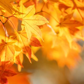 Złota Polska Jesień